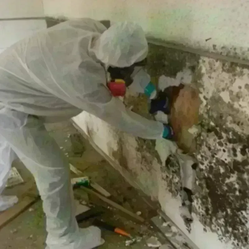 Mold Remediation and Removal in Marshfield, MO